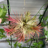 Ionantha Fuego Ball (small) plant with red and green leaves hanging against a blurred indoor background