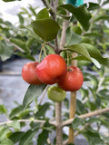 Barbados Cherry, Acerola, Guyana Cherry Tree