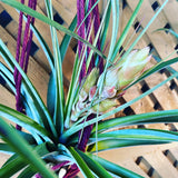 Close-up of a Fasciculata Tropiflora with green leaves and purple accents on a wooden surface