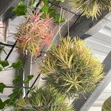 Hanging Ionantha Fuego Ball (small) with green, red, and yellow hues against a white wall.