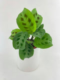 Maranta Leuconeura Kerchoveana
