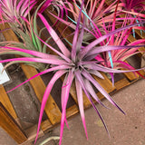 Tye Dye air plant