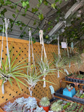 Hanging Fasciculata Tropiflora plants and potted succulents in a greenhouse setting.