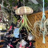 Decorative Hanging Sea Urchin plant hanging from a string with a Christmas tree in the background.