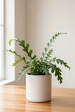 Fern 'Kangaroo Paw'