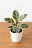 Ficus Elastica 'Tineke'