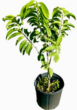 Red Custard Apple, Chirimoya Tree with green leaves on a white background