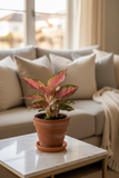 Chinese Evergreen 'Lady Valentine'