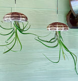 Two jellyfish-shaped Hanging Sea Urchin plants hanging against a light green background