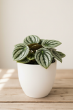Peperomia Thailand