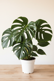 Philodendron Monstera Split-Leaf