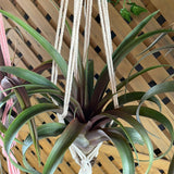 Hanging Yellow Stars plant with green leaves on a woven basket background