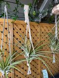 Hanging Fasciculata Tropiflora plants in macrame hangers against a wooden lattice background