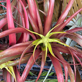 Close-up of a Yellow Stars plant with pink and green leaves.