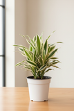 Dracaena 'Warneckii White Jewel'