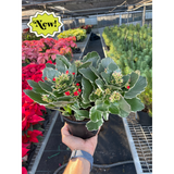 Kalanchoe 'Blossfeldiana'