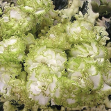 African Violet EK-Izumrudniye Rozi Leaf Cutting - Emerald Roses - Saintpaulia Propagation