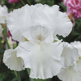 Close-up of a Immortality Iris with blurred pink flowers in the background
