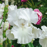 Close-up of a Immortality Iris with blurred pink and green background
