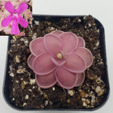 Pink Pinguicula ehlersiae x mesophytica (clone #001) plant in a pot with a close-up inset of its flower.