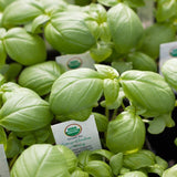 Close-up of green Genovese Basil Seeds (Organic) plants with USDA Organic labels.
