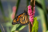 Monarch butterfly on a pink flower with a blurred natural background Creeping Smartweed™ — Low-Growing, Native Groundcover with Pink Blooms & Pollinator Friendly