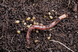 Pure Red Wigglers Composting and Gardening Worms (EISENIA) 1 /2 lbs.  (approx. 500) - FREE SHIPPING