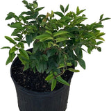 Red Dwarf Jaboticaba Tree, Hybrid with green leaves in a black pot on a white background