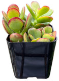 Jade Plant with red edges in a black pot on a white background