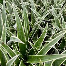 Close-up of Juicy Pineapple Plant with variegated leaves.