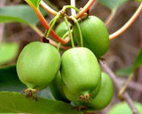 Green kiwi fruits hanging on a branch with leaves.