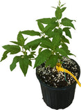 Prolific Kiwi Hardy Plant with green leaves and a yellow stem on a white background