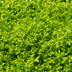 Selaginella kraussiana 'Aurea' - Gold Club Moss - in 4.5 inch Pots - Flat of 10