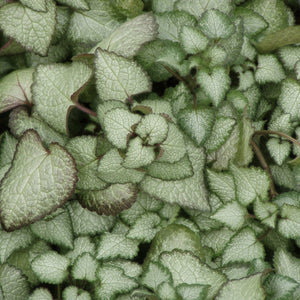 Lamium maculatum 'Beacon Silver' in 4.5 inch Pots - Flat of 10