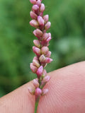 Close-up of pink flower buds held between fingers with a blurred green background Creeping Smartweed™ — Low-Growing, Native Groundcover with Pink Blooms & Pollinator Friendly