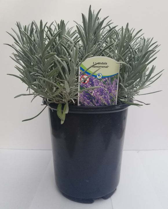 Potted lavender with a label on a white background