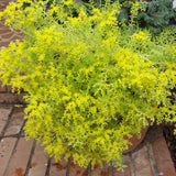 Sedum Lemon Ball in a pot on a brick surface