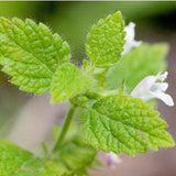 Close-up of green leaves with a small white flower in the background