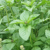 BASIL Seeds, Lemon plant