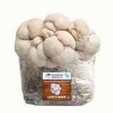 3 Pack - Lion's Mane, Pink, and Blue Oyster Mushroom Grow Kit Fruiting Block - 15 LBS