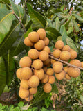 Cluster of longan fruits on a tree branch with green leaves.