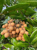 Cluster of longan fruits on a tree with green leaves