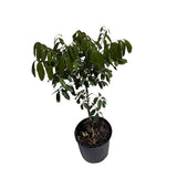 Potted Longan Kohala Tree, Air-Layered plant on a white background