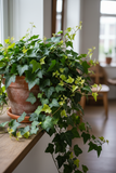2 English Ivy Variety Pack - 4" Pot