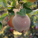 Pest Wizard Fruit Defender Insect Barrier 500-Pack in brown paper hanging on a tree with green leaves.