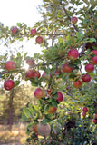 Apple tree with red apples in an orchard Pest Wizard Fruit Defender Insect Barrier 500-Pack