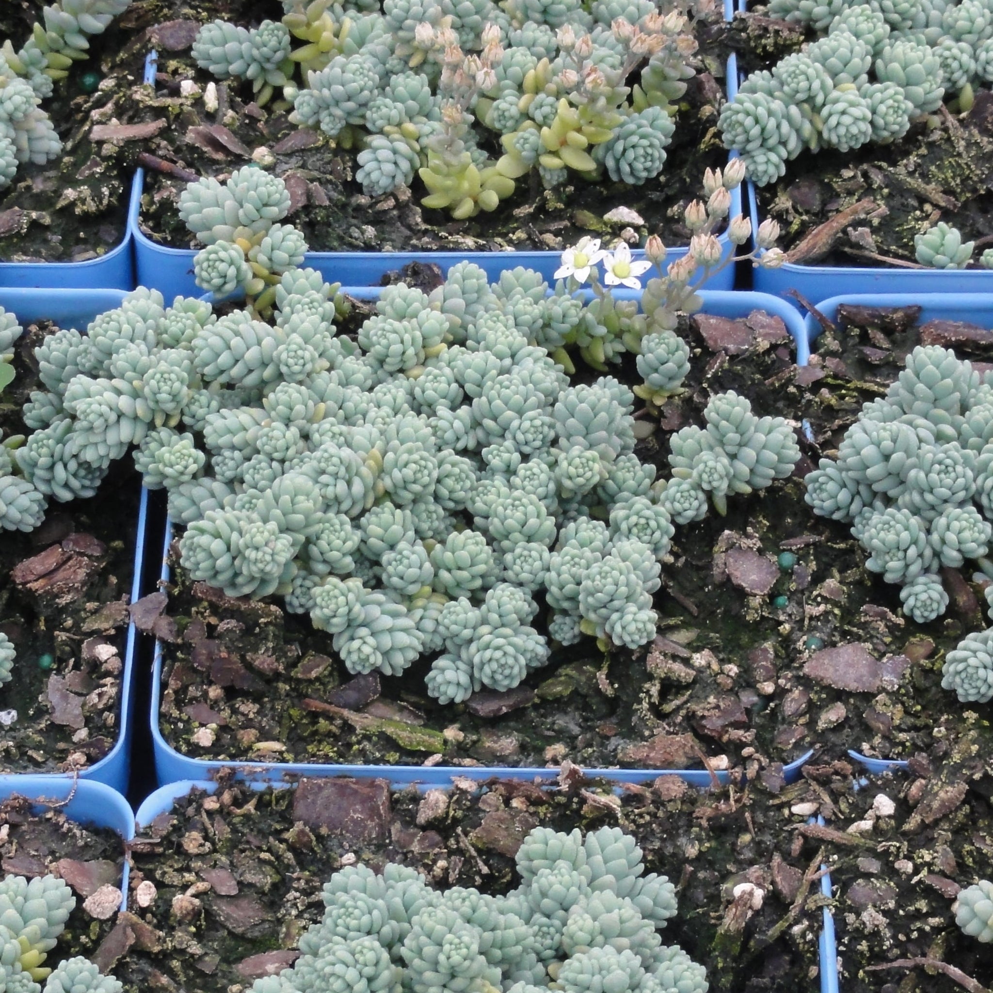 major succulent Sedum dasyphyllum 'Major' - 4.5 inch Pots