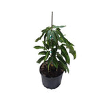 Potted Carrie Dwarf Mango Tree Grafted with green leaves on a white background