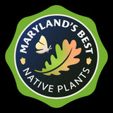 100 New England Aster Seeds (Symphyotrichum novae-angliae), Native Fall Pollinator