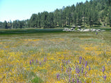 Open field with yellow and purple flowers and trees in the background Western Wonders Native Wildflower Mix